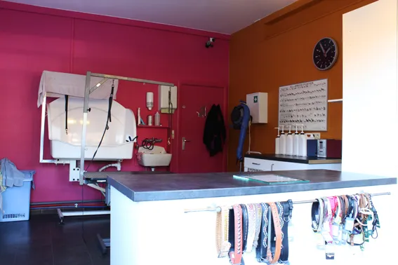 Handelszaak met woonst en één appartement